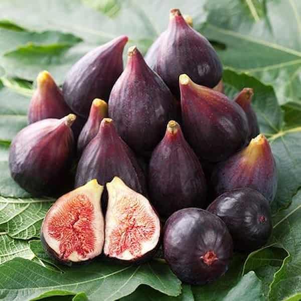 تصویر 5 از خرید و قیمت انجیر سه آ تازه + فروش عمده